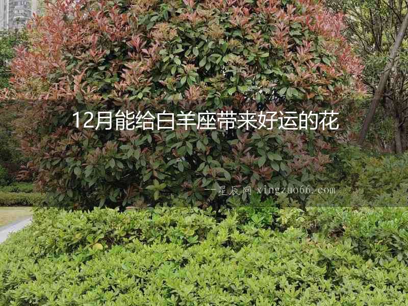12月能給白羊座帶來(lái)好運(yùn)的花