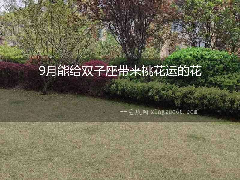 9月能給雙子座帶來桃花運的花