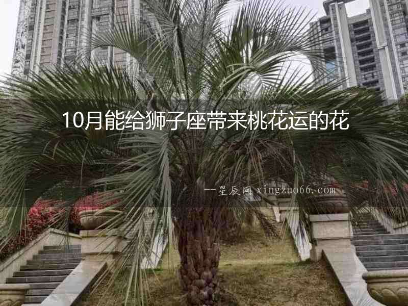 10月能給獅子座帶來桃花運的花
