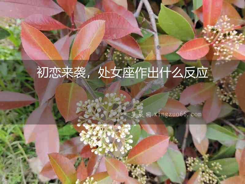初戀來襲，處女座作出什么反應
