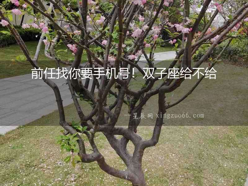 前任找你要手機(jī)號！雙子座給不給