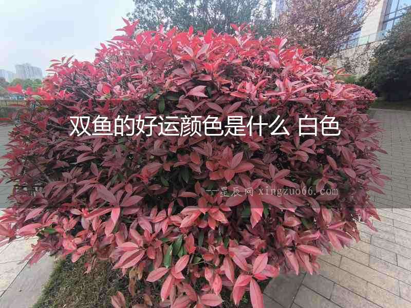 雙魚的好運(yùn)顏色是什么 白色