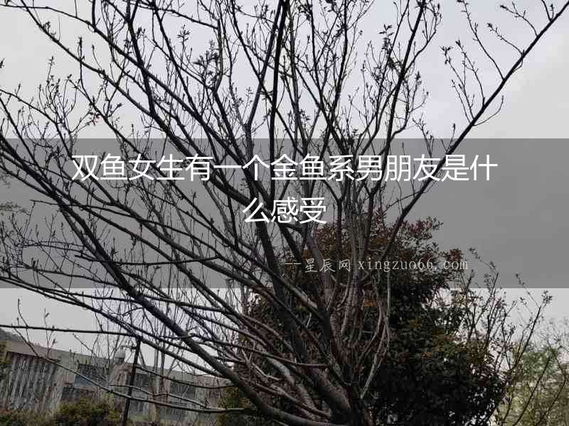 雙魚女生有一個(gè)金魚系男朋友是什么感受