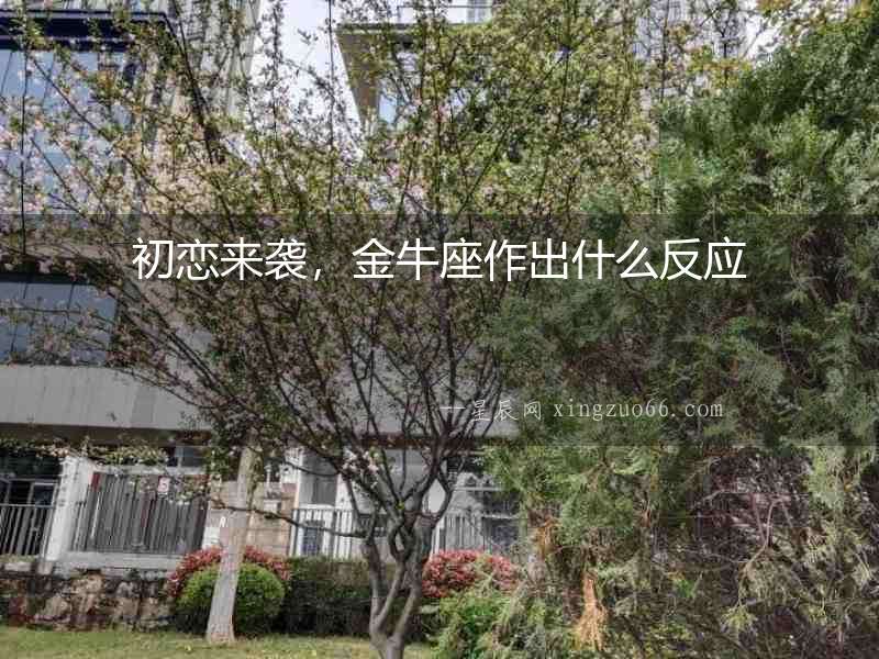 初戀來襲，金牛座作出什么反應