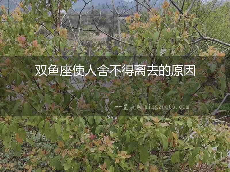 雙魚座使人舍不得離去的原因