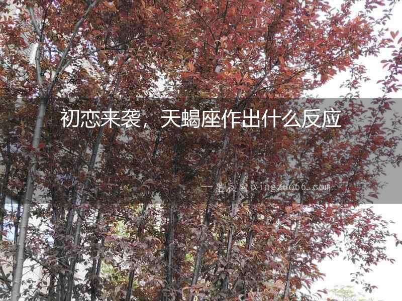 初戀來(lái)襲，天蝎座作出什么反應(yīng)