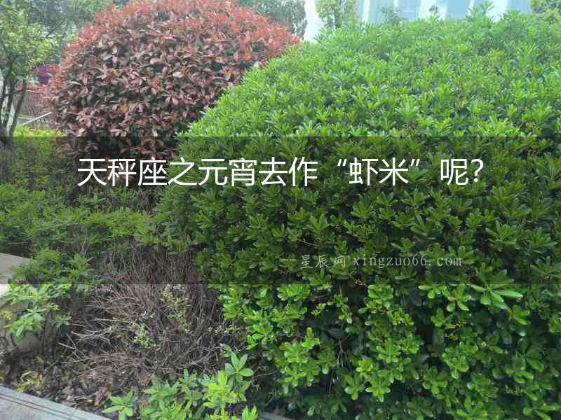 天秤座之元宵去作“蝦米”呢？