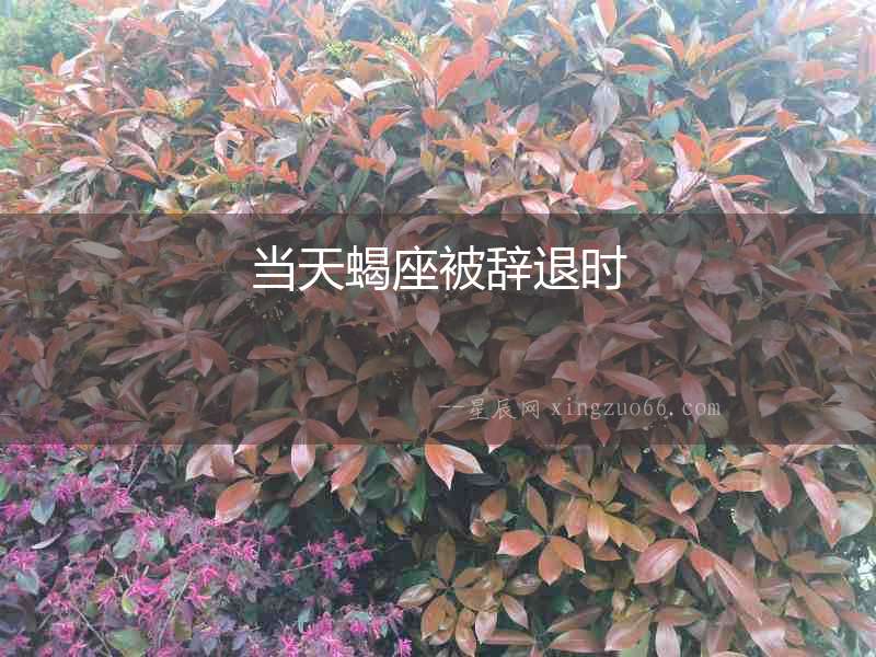 當天蝎座被辭退時