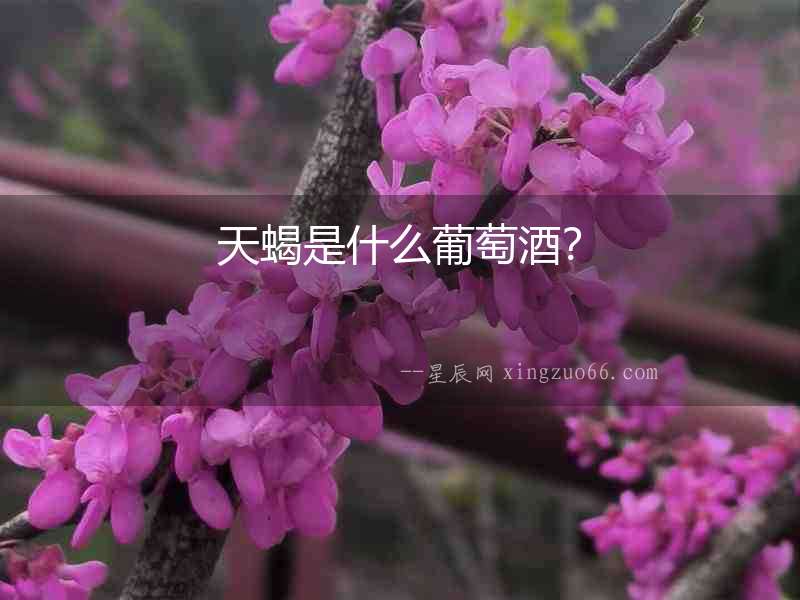 天蝎是什么葡萄酒？