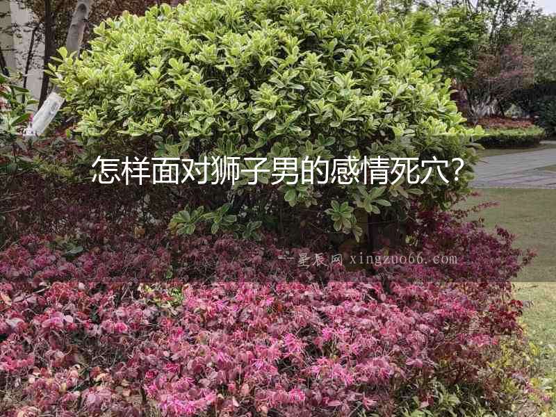 怎樣面對獅子男的感情死穴？