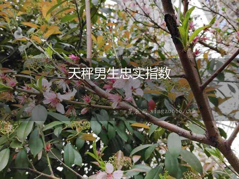 天秤男生忠實指數