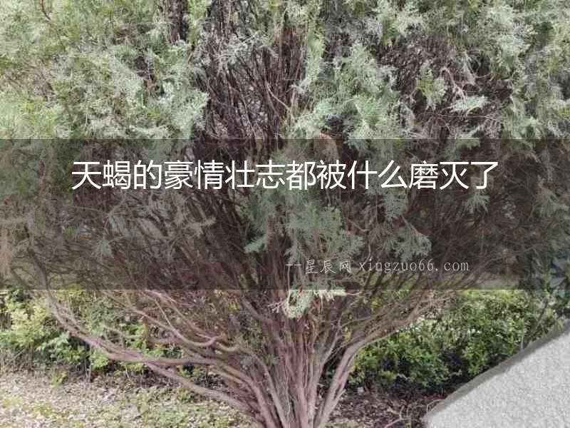 天蝎的豪情壯志都被什么磨滅了