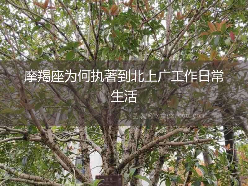 摩羯座為何執(zhí)著到北上廣工作日常生活