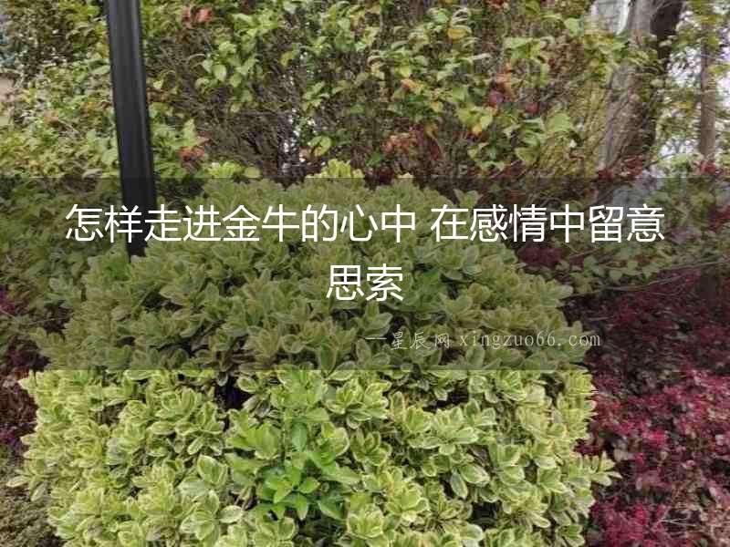 怎樣走進金牛的心中 在感情中留意思索