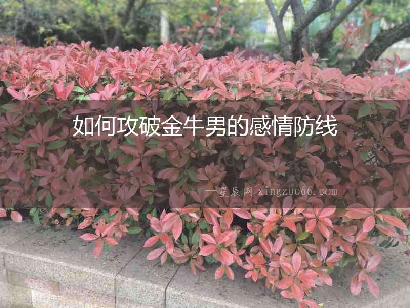 如何攻破金牛男的感情防線