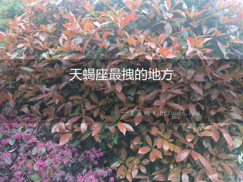 天蝎座最拽的地方