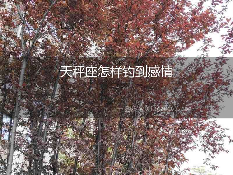 天秤座怎樣釣到感情