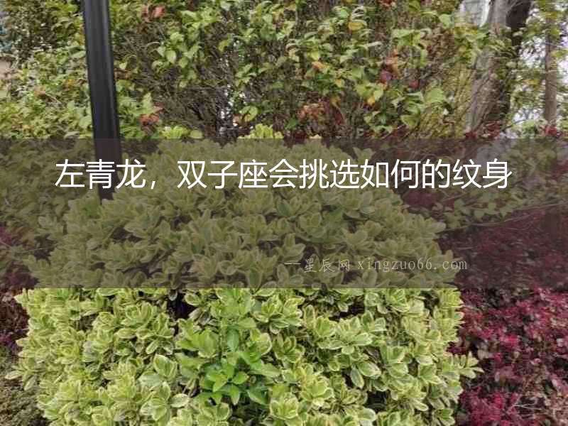 左青龍，雙子座會(huì)挑選如何的紋身