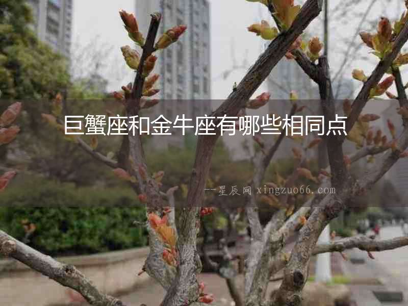 巨蟹座和金牛座有哪些相同點(diǎn)