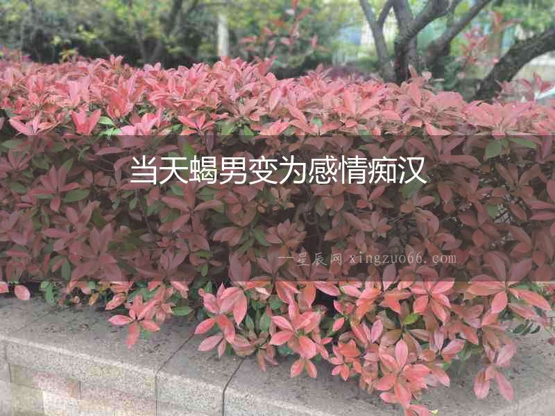 當(dāng)天蝎男變?yōu)楦星榘V漢