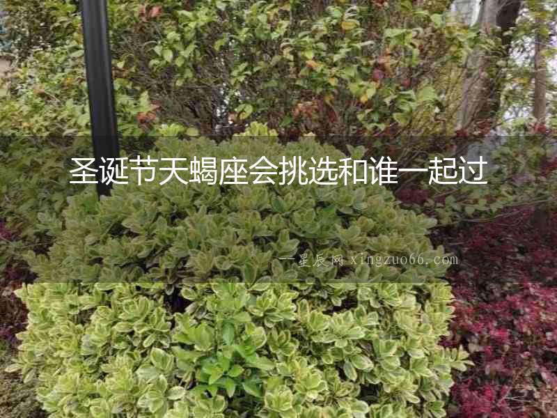 圣誕節(jié)天蝎座會(huì)挑選和誰(shuí)一起過(guò)