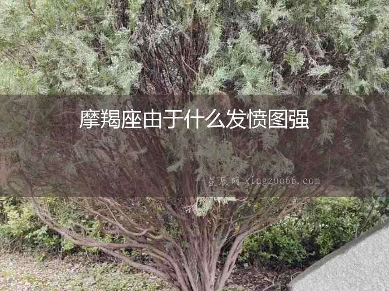 摩羯座由于什么發憤圖強