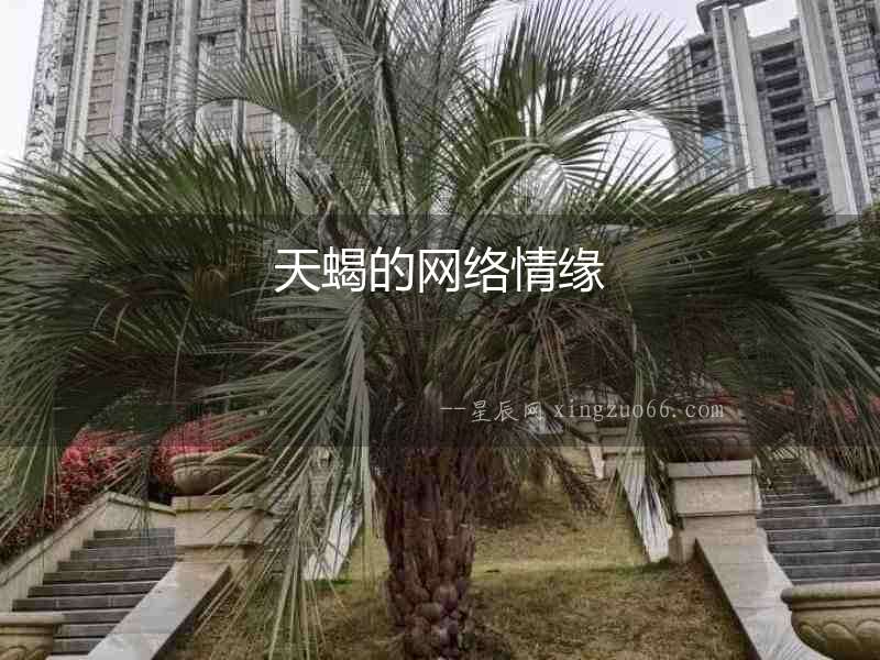 天蝎的網絡情緣