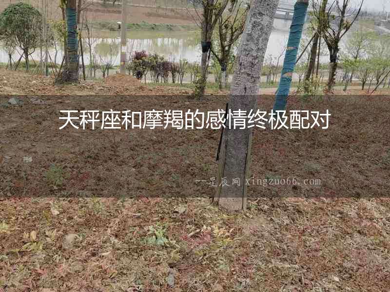 天秤座和摩羯的感情終極配對