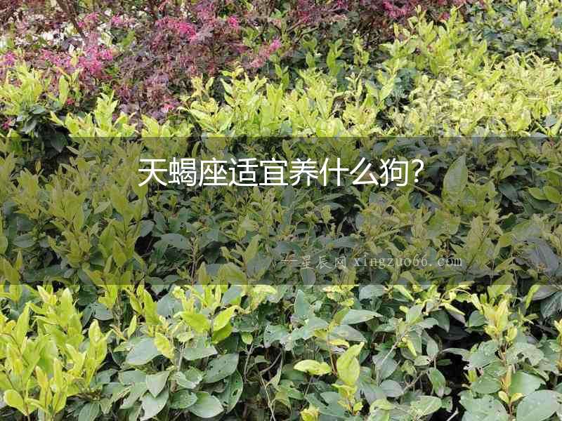 天蝎座適宜養(yǎng)什么狗？