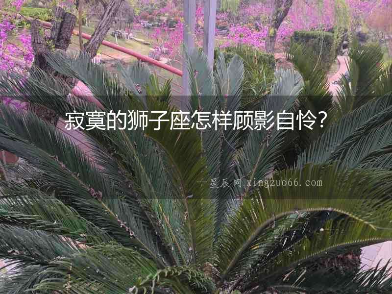 寂寞的獅子座怎樣顧影自憐？