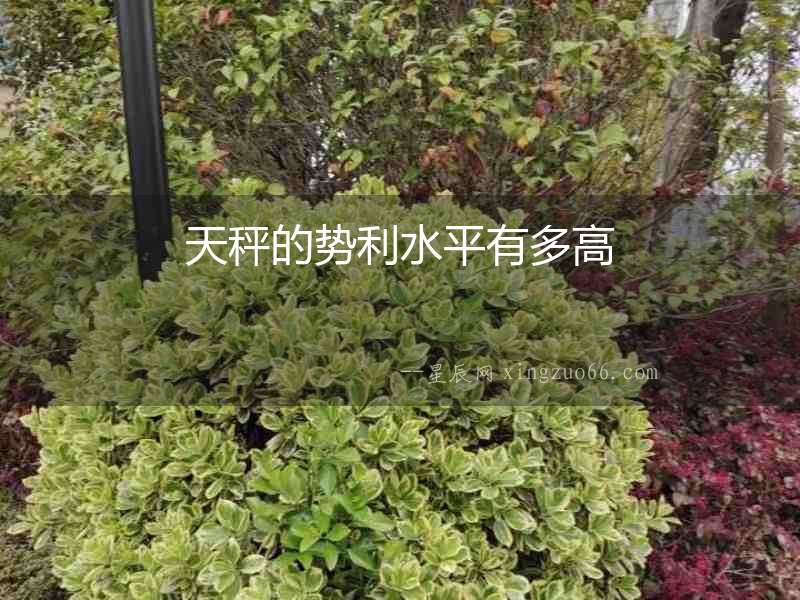 天秤的勢利水平有多高