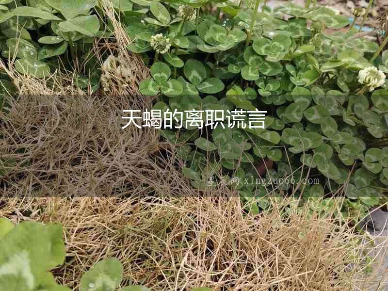 天蝎的離職謊言