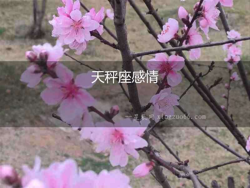 天秤座感情