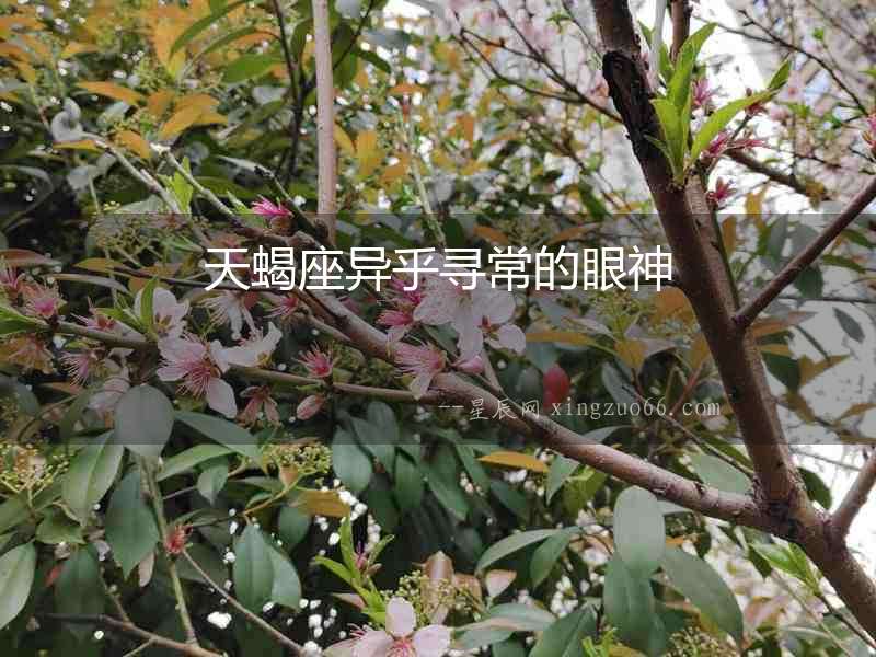 天蝎座異乎尋常的眼神