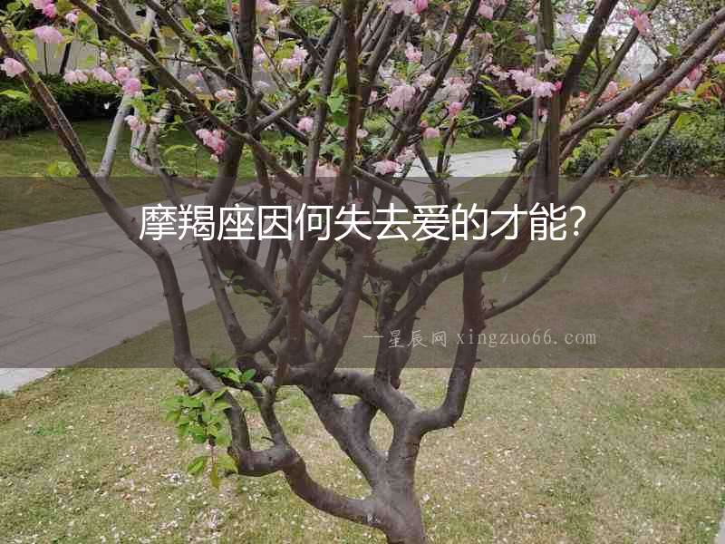 摩羯座因何失去愛的才能？
