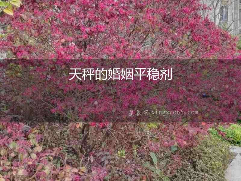 天秤的婚姻平穩劑