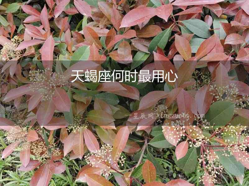 天蝎座何時最用心
