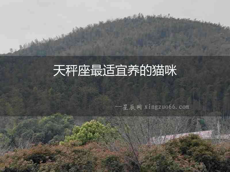 天秤座最適宜養(yǎng)的貓咪