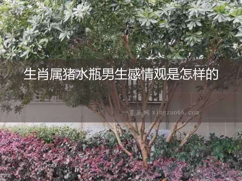 生肖屬豬水瓶男生感情觀是怎樣的