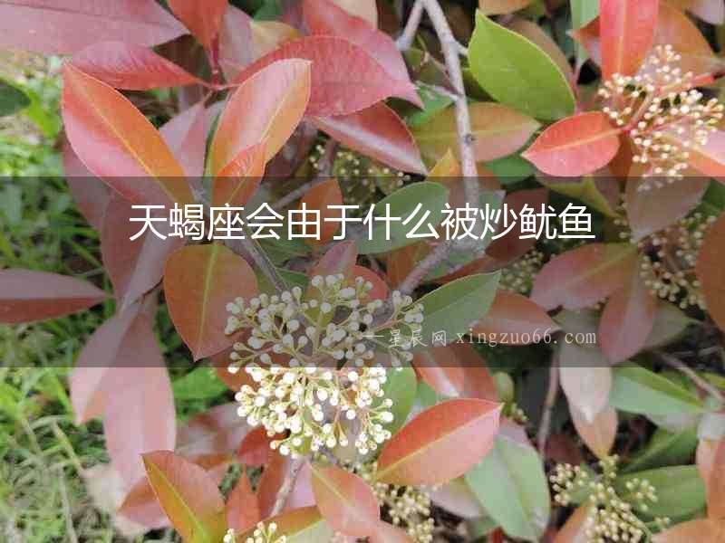 天蝎座會由于什么被炒魷魚