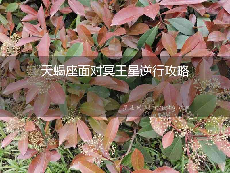 天蝎座面對冥王星逆行攻略