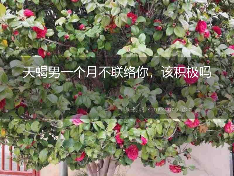 天蝎男一個月不聯絡你，該積極嗎