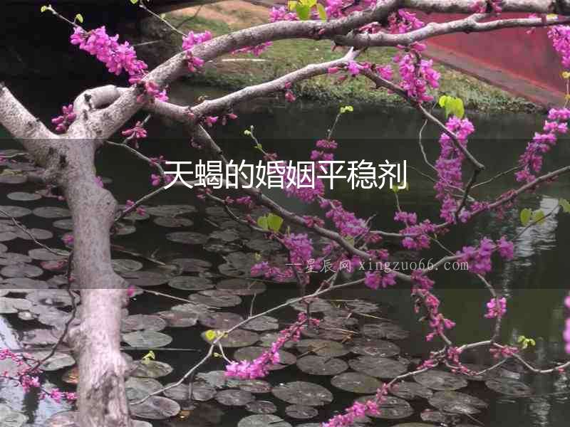 天蝎的婚姻平穩(wěn)劑