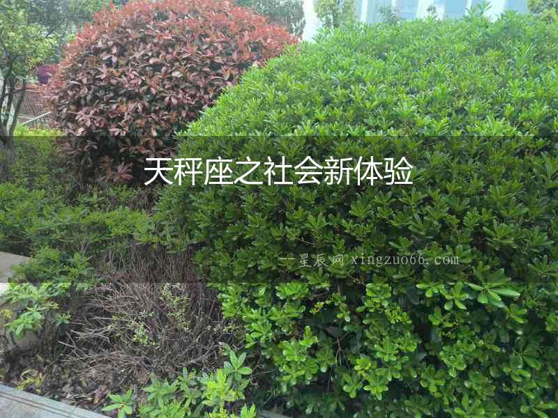 天秤座之社會新體驗