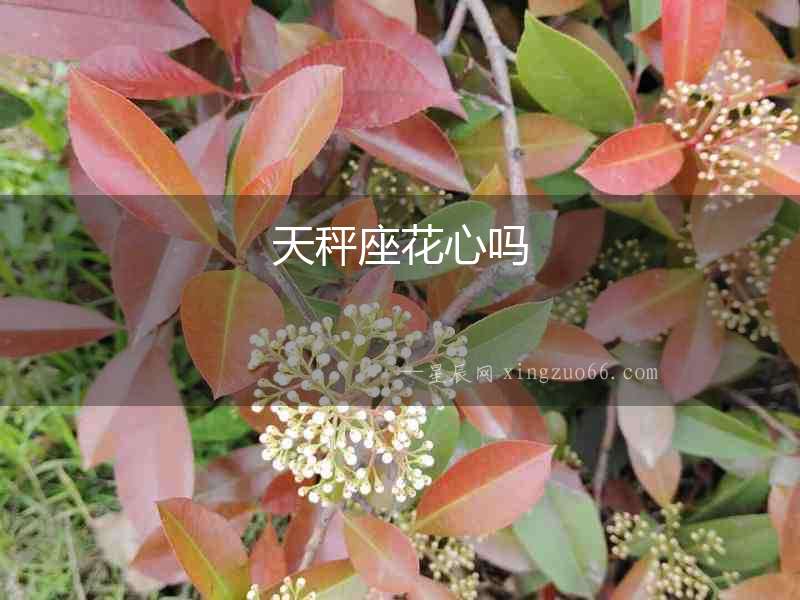 天秤座花心嗎