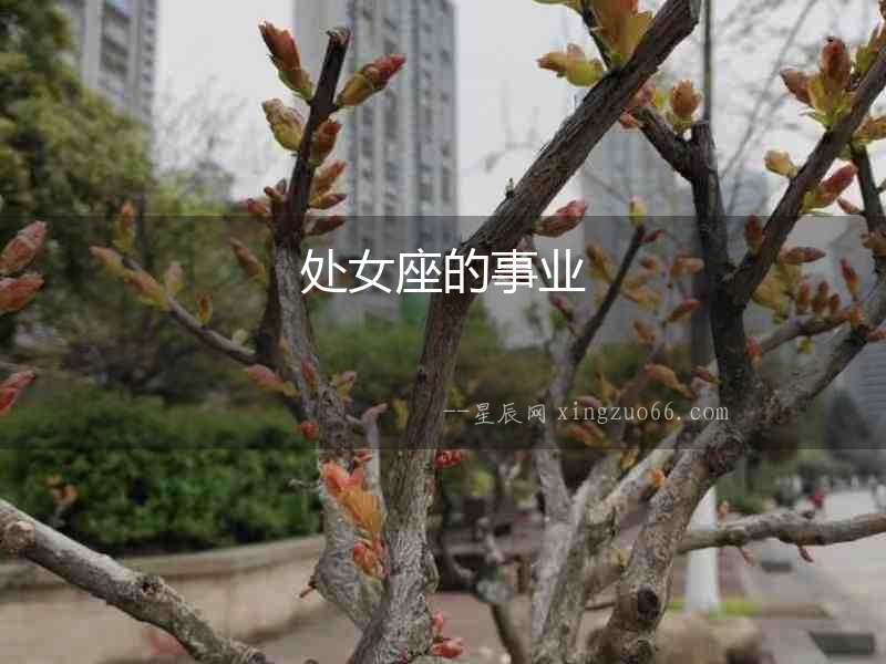 處女座的事業
