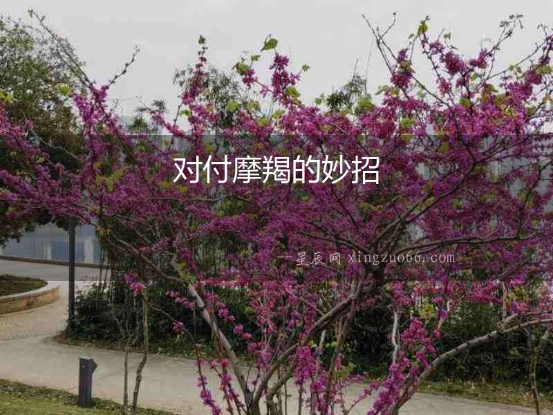 對付摩羯的妙招