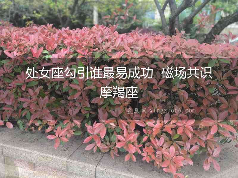 處女座勾引誰最易成功  磁場共識摩羯座
