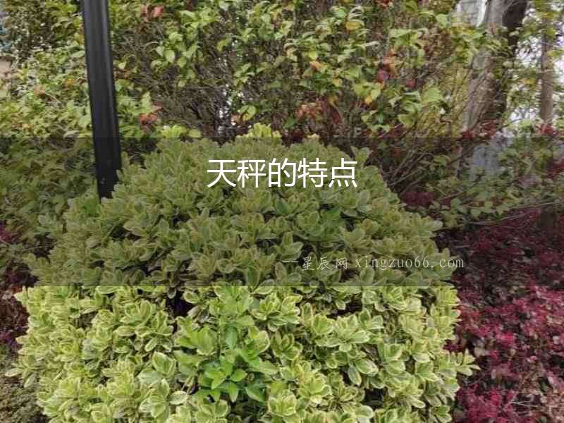 天秤的特點