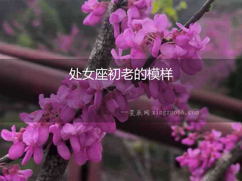 處女座初老的模樣